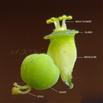 Cyathium-Involucre, Glands, Male Flowers and Female Flower
